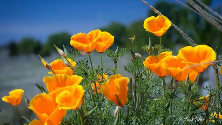 Free Images : nature, flower, petal, yellow, flora, wildflower, macro photograph