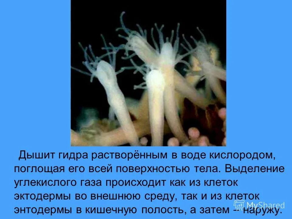 Гидры актинии. Актиния выделительная система. Дыхание пресноводной гидры. Гидра Кишечнополостные. Поступление кислорода в воду