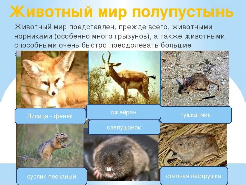 Зона пустынь и полупустынь животный мир. Животные мир пустыни и полупустыни в России. Типичные животные пустынь и полупустынь в России. Животный мипустыни и полупустыни. Какие животные обитают в пустынях и полупустынях