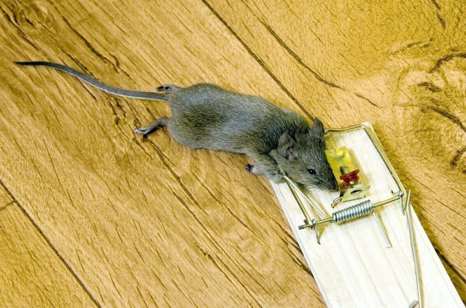 Мыши ласта. Мышка. Мышь в мышеловке. Мышка Живая. Мышь в мышеловке фото.