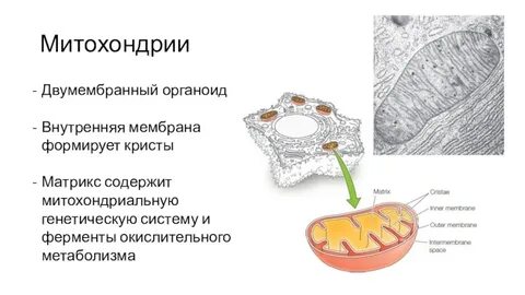 Как называются складки внутренней мембраны митохондрий