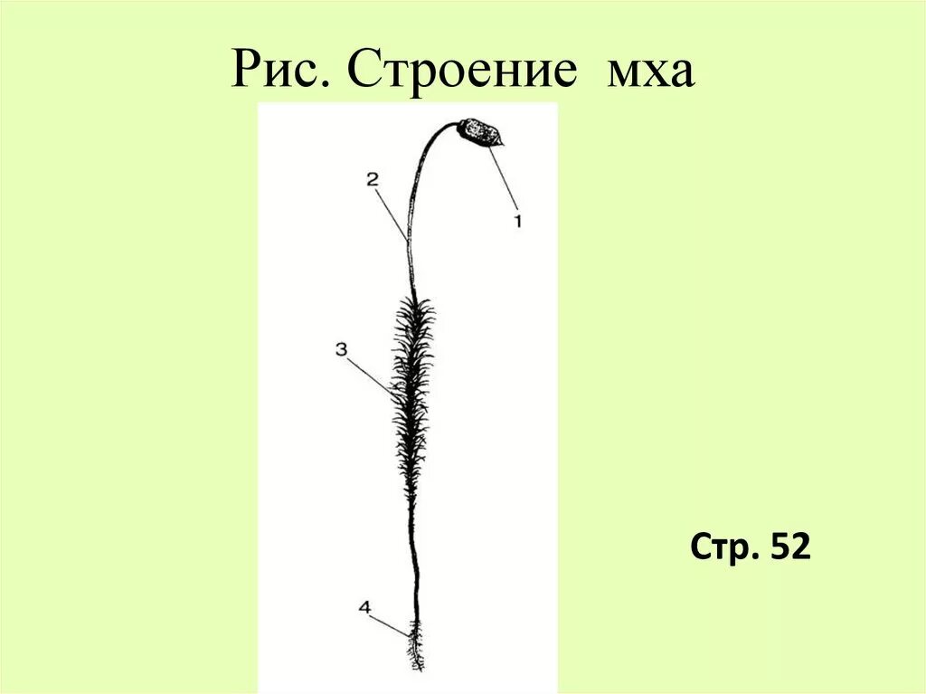 Кукушкин лен строение. Строение мха Кукушкин лен. Внешнее строение мхов. Внешнее строение моховидных. Органы строение мха