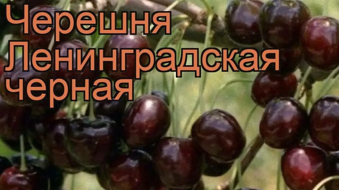 Сорт черешни Дайбера черная. Черешня сорт Ленинградская черная. Черешня Дайбера черная дерево. Черешня сорт Овстуженка. Ленинградская черешня описание опылители