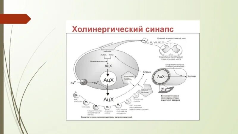 Механизм действия м холиномиметиков. Молекулярный механизм действия м - холиномиметиков.. Механизм действия схема м-холиномиметиков. Холиномиметики механизм действия. М Н холиномиметики механизм действия.