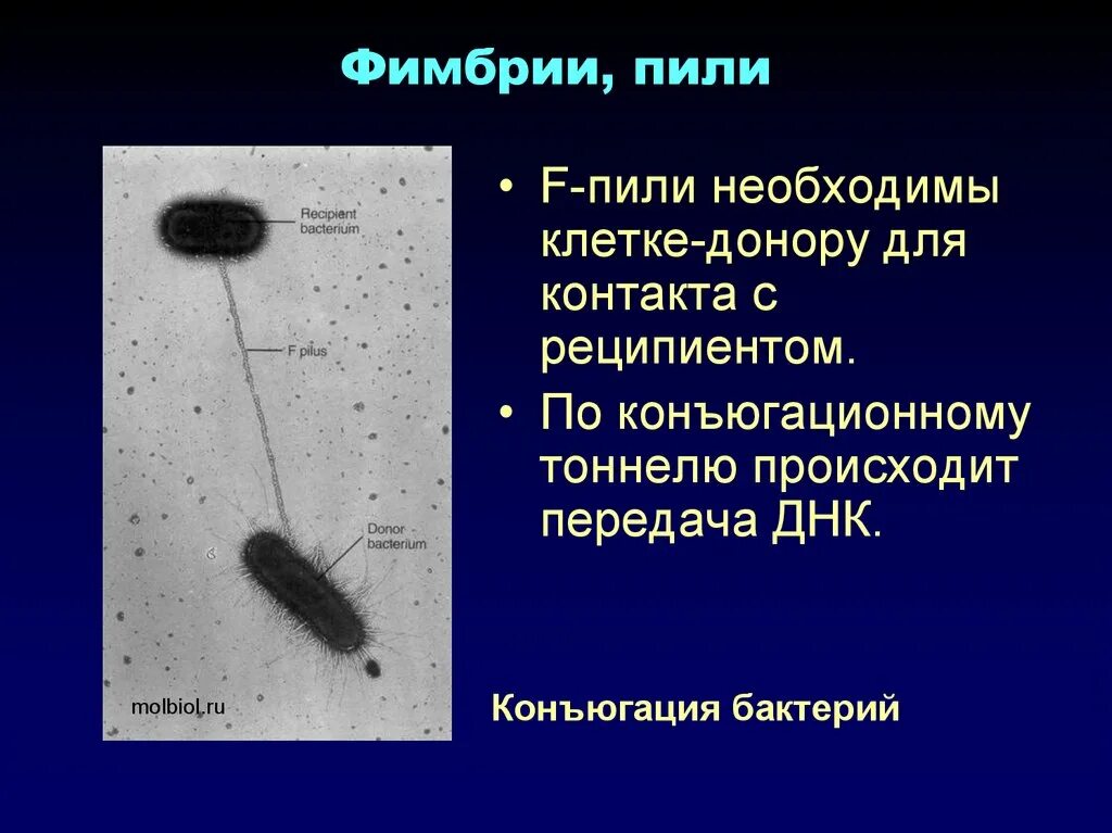 Пили у простейших. Ворсинки (фимбрии, пили) бактерий, классификация. Фимбрии (пили 1 типа) обеспечивают. Фимбрии и f пили. Фимбрии бактерий.