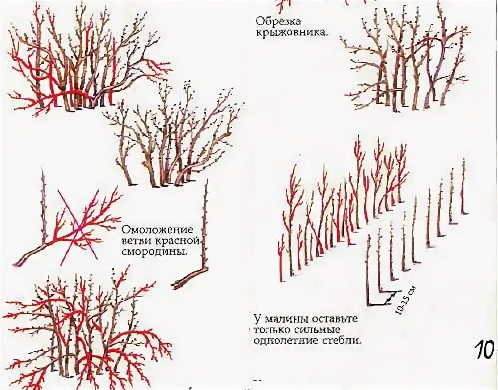 Когда обрезать крыжовник. Схема обрезки крыжовника осенью. Схема обрезки смородины осенью осенью. Схема обрезки красной смородины весной. Схема обрезки крыжовника весной.