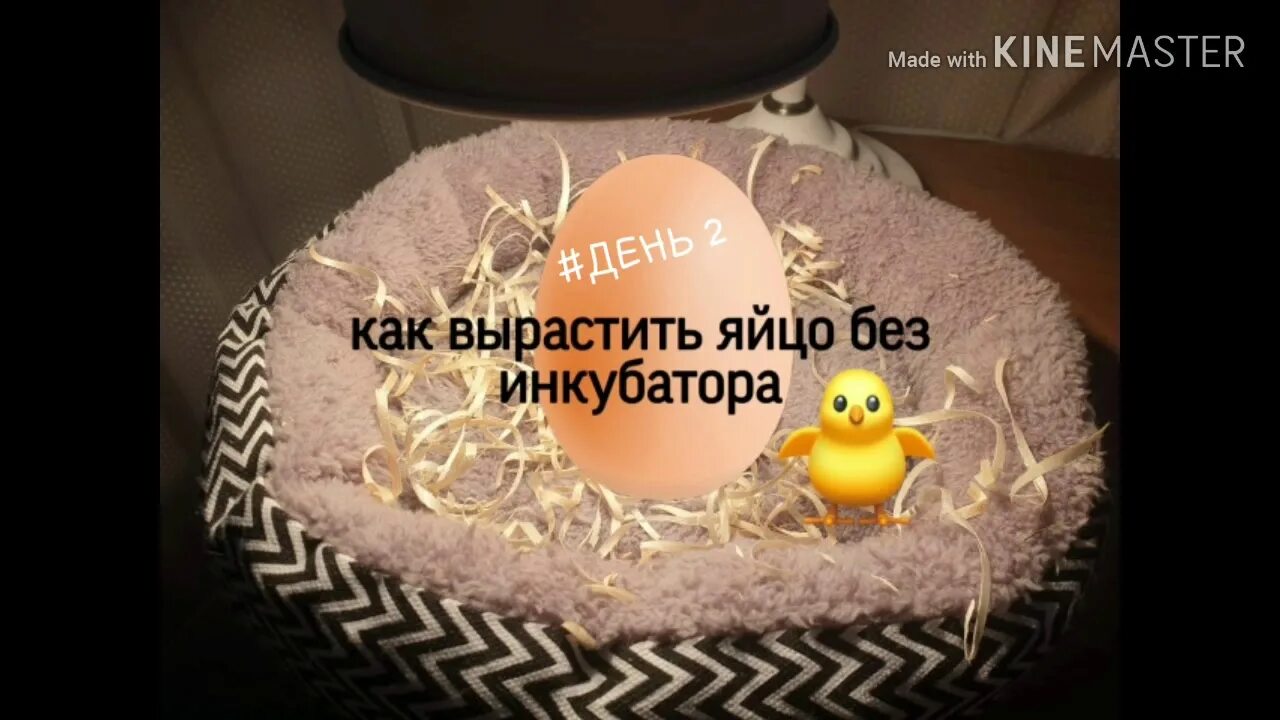 Можно из яйца вывести цыпленка. Цыплята из магазинных яиц. Вывод цыплят из магазинных яиц. Циплëнок из магазинного яйца. Как из яйца вырастить цыпленка.