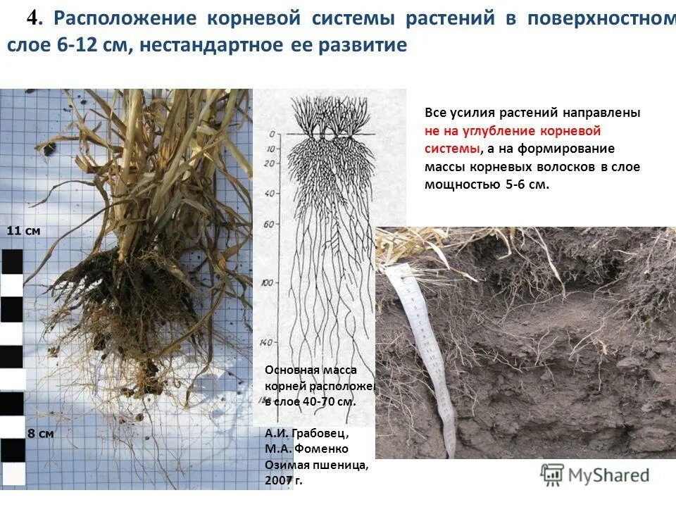 Почему культурные растения плохо растут на заболоченных. Корневая система. поверхностная корневая система. корневые системы растений. растения с поверхностной корневой системой.