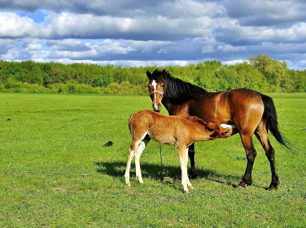 курское раздолье лошади.
