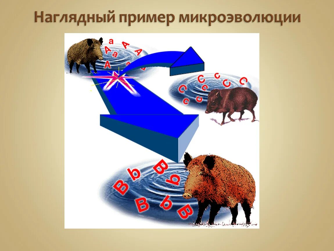 Биологическая микроэволюция. Примеры микроэволюции. Презентация по биологии микроэволюция. Микроэволюция примеры. Микроэволюция презентация презентация.