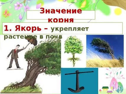 Укрепляет растение в почве