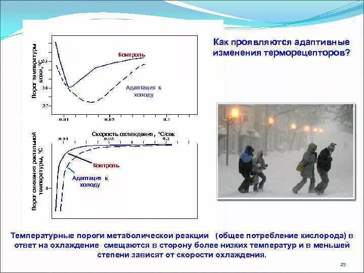 Адаптация кожных терморецепторов. Адаптация человека к холоду. Механизм адаптации к холоду. Адаптация человека к низким температурам. Адаптация к низкой температуре