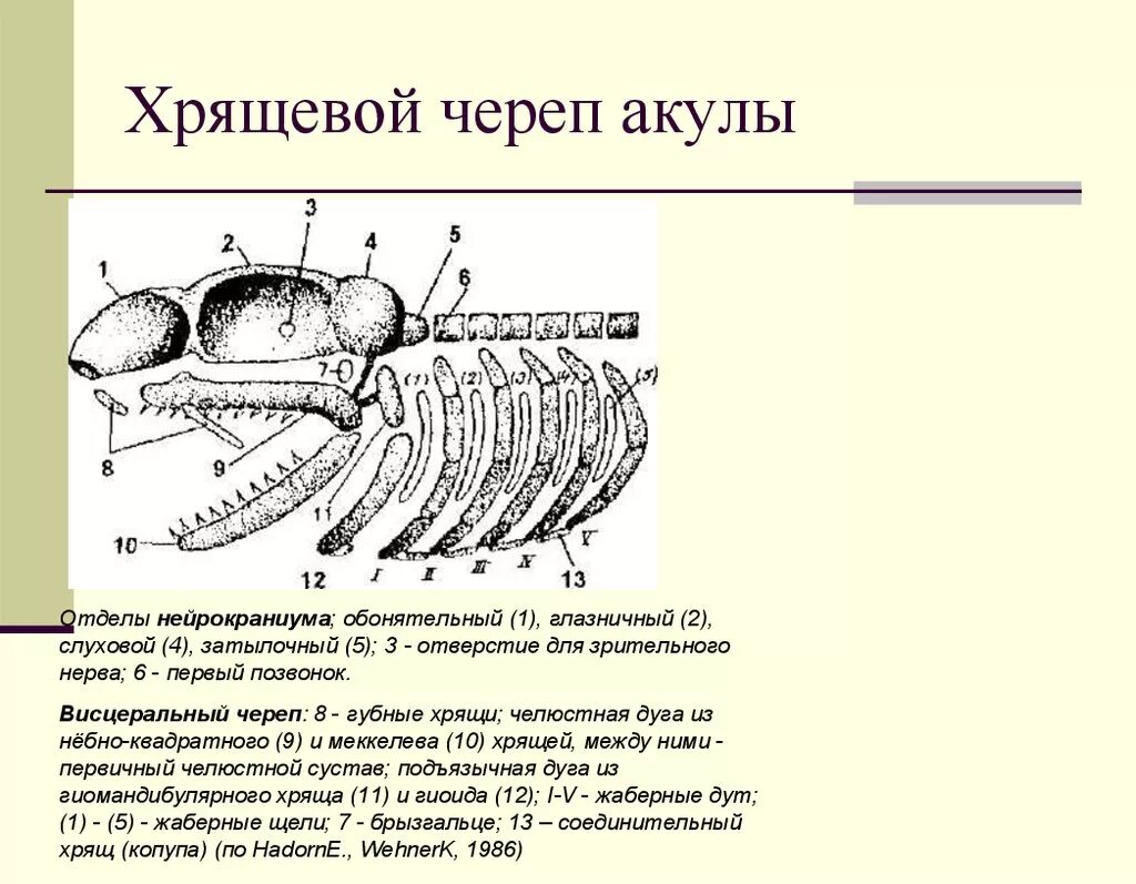 Череп акулы схема вид сбоку. Череп акулы сбоку строение. Череп акулы вид сверху вид снизу. Висцеральный череп акулы.