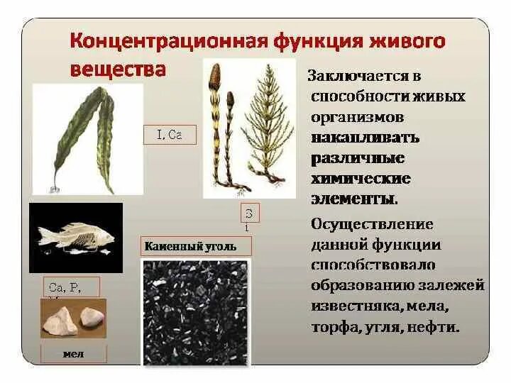 Примерами газовой функции живого вещества являются. Концентрационная функция живого вещества. Концентрационная функция живого вещества в биосфере. Функции живого вещества в биосфере. Основные функции живого вещества в биосфере.