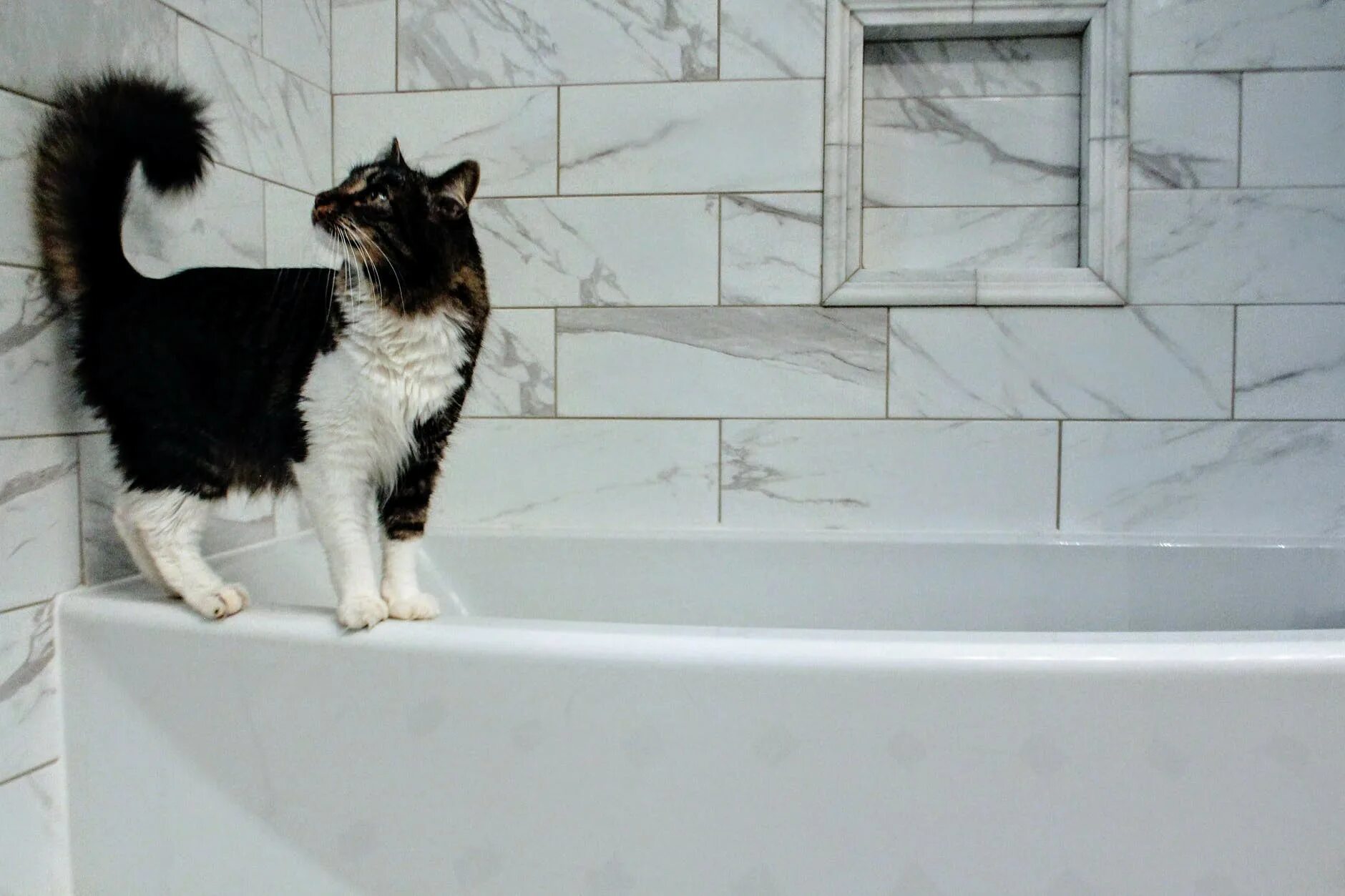 Кот под ванной. Котик в ванной. кот в ванне. ванная для кошек. коты моются.