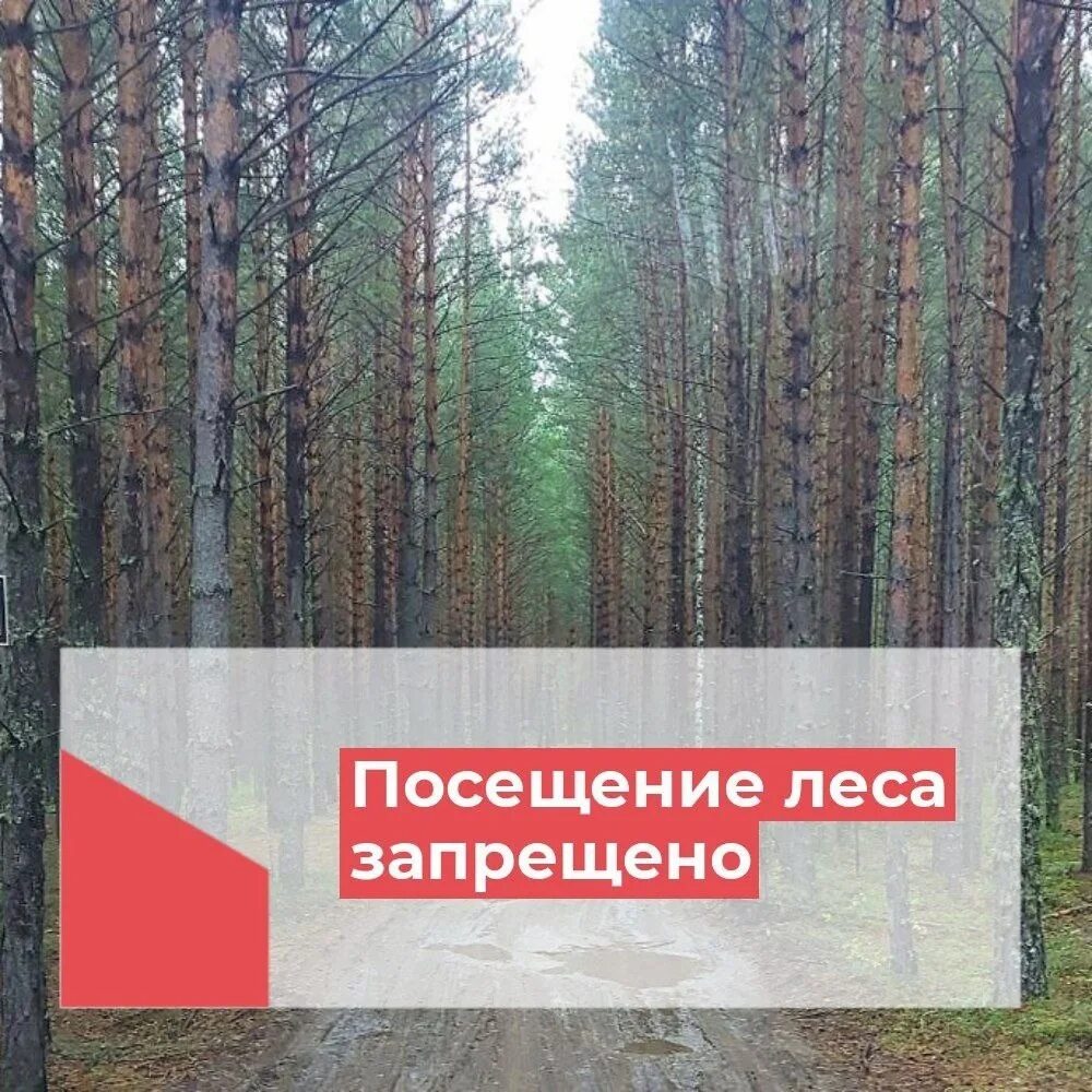 Запрет на посещение лесов. Пожар в лесу. Граждане в лесу. Фото посещение лесов запрещено.