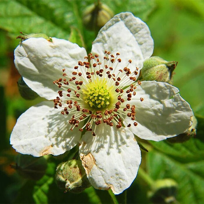 Сорт зоренька. Rubus fruticosus. Ежевика Рубус. Малина обыкновенная цветок. Ежевика обыкновенная (Rubus spectabilis).