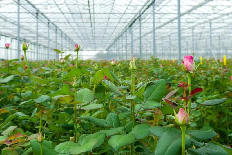Розы в теплицах на продажу. Розы в теплице промышленной. Розы голландия в теплице. Теплица с розами. Розарий в теплице.