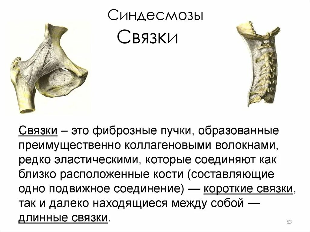 Связки образованы. Синдесмоз это анатомия. Синдесмозы костей черепа связки. Синдесмоз связка анатомия животных. Синдесмозы фиброзные связки.