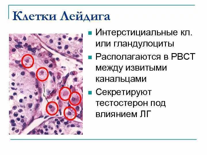 Клетки семенников. Семенники строение и функции. Клетки семенников. Клетки сертоли и лейдига функции. Клетки лейдига гистология.