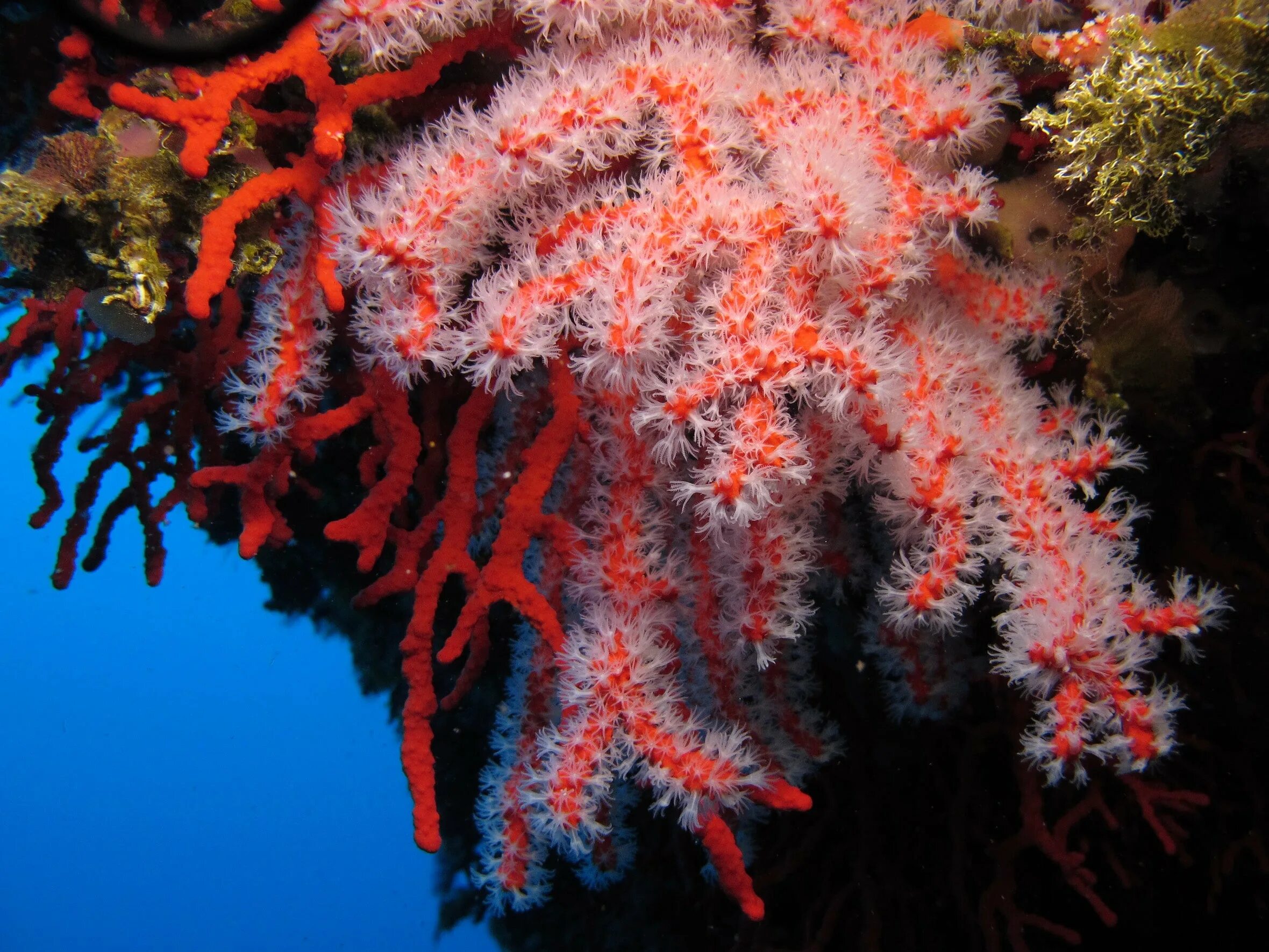 Red coral. Красный коралл Кишечнополостные. Шестилучевые коралловые полипы. Коралловые полипы рифы. Кораллы Средиземного моря.