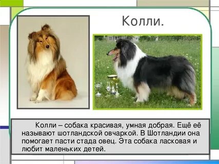 Собак 1 класс 2 класс