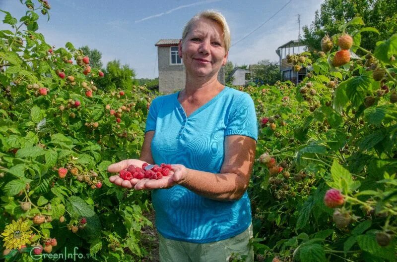 Малина делайт описание сорта. Саженцы малины Каскад Делайт. Малина ремонтантная Каскад Делайт. Бесшипная малины Таруса. Малина ремонтантная Люлин.