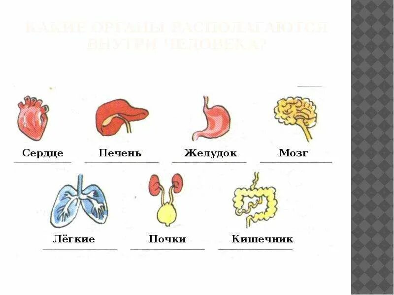 • Сердце • мозг • легкие • почка • печень. Легкие сердце печень желудок кишечник.