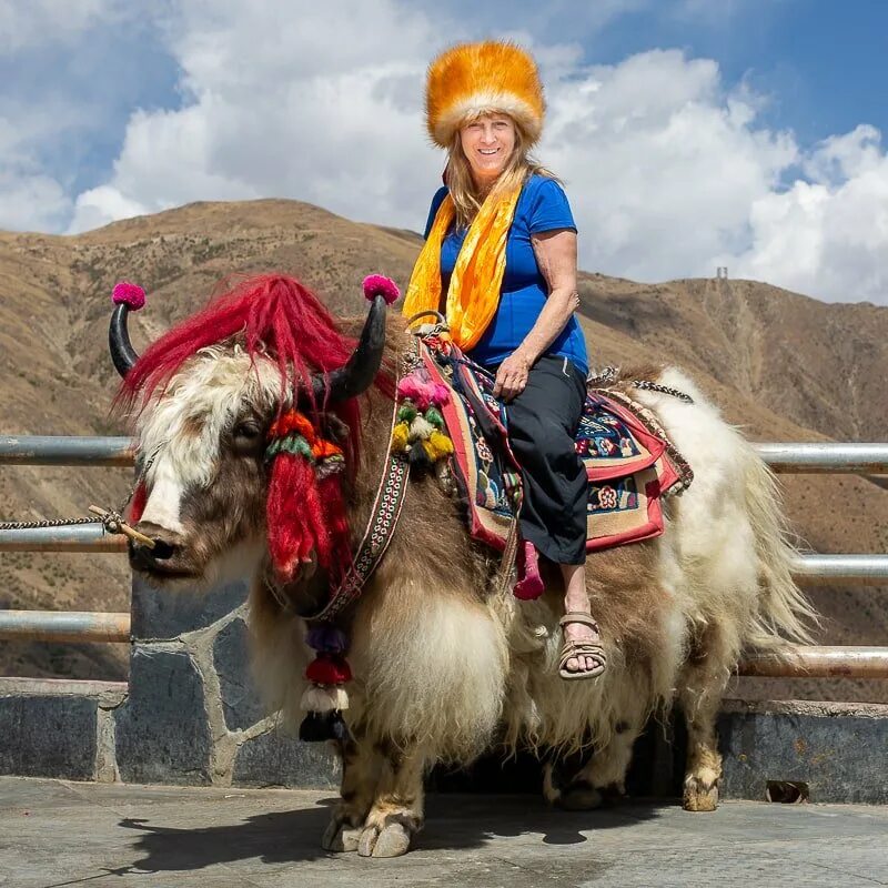 Тибет непал яки природа. Тибетский як. Тибет яки. Тибетцы и тибетский як. Литтлдейл тибет.