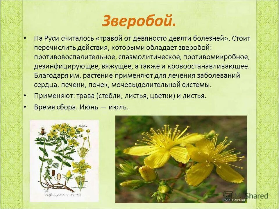 Зверобой луговой. Текст зверопой. Растения луга зверобой. Зверобой многолетнее растение. Зверобой луговой.