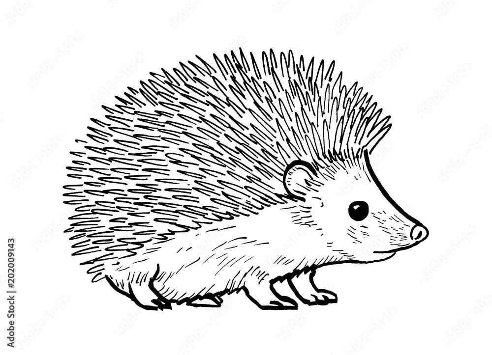 Cute Cartoon Hedgehog coloring page Free Printable Coloring Pages Free printable