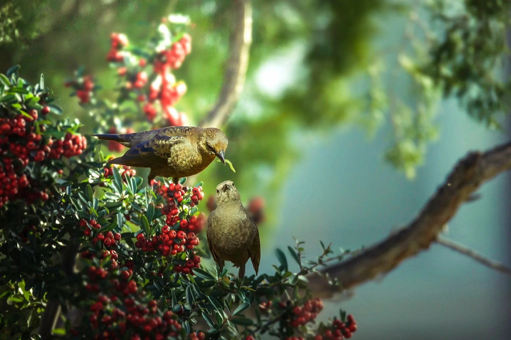 Весенние птицы на дереве. Природа птицы. Птица на ветке. Птичка на дереве. Природа лес птицы.