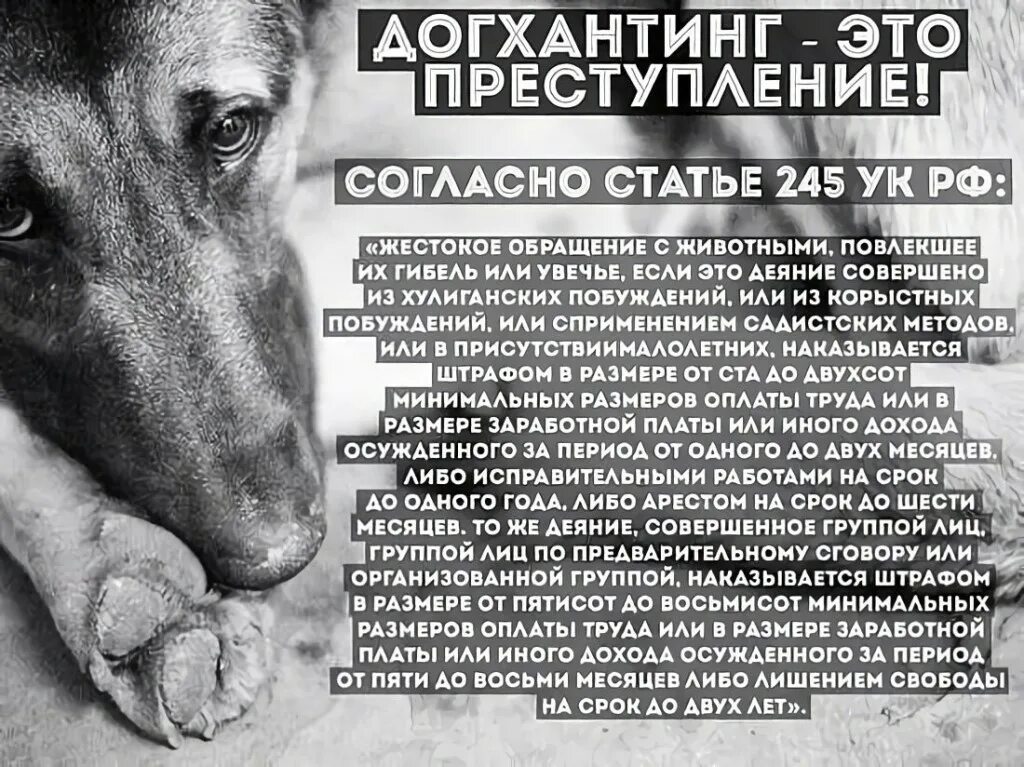 Пример отношения к животным. Обращение к животным. памятка обездомгых животных. жестокое обращение с животными. жестокое обращение с собаками.