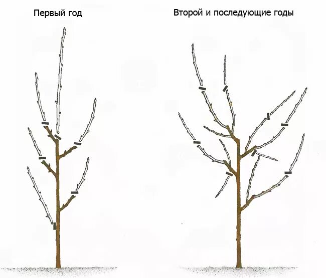 Схема обрезки саженцев яблони. Обрезка саженцев осенью. Схема обрезки яблони весной. Обрезка плодовых деревьев схема весной. Схема обрезки плодовых деревьев весной.