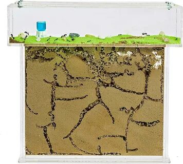 Ant farm