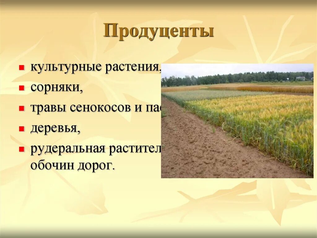 Продуценты например. Культурные растения. Продуценты примеры. Примеры репродуцентры. Растения продуценты.