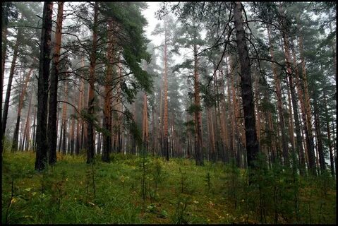Рядом лесные массивы