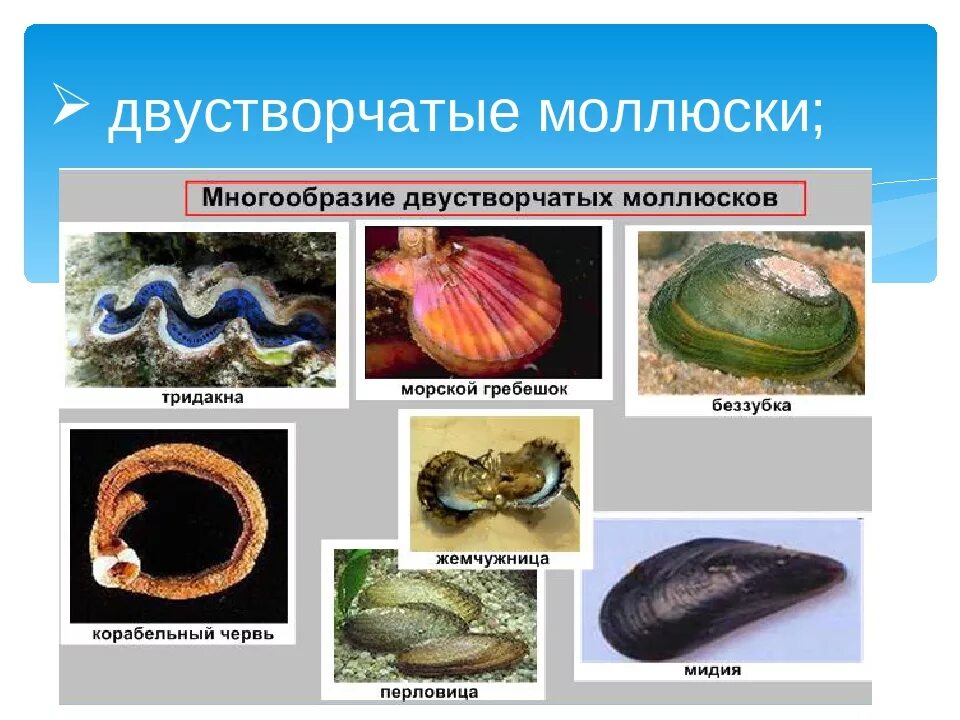 Какие виды моллюсков. Двустворчатые моллюски мезозой. Двустворчатые моллюски названия. К двустворчатым моллюскам относятся. Какие моллюски относятся к классу двустворчатые.