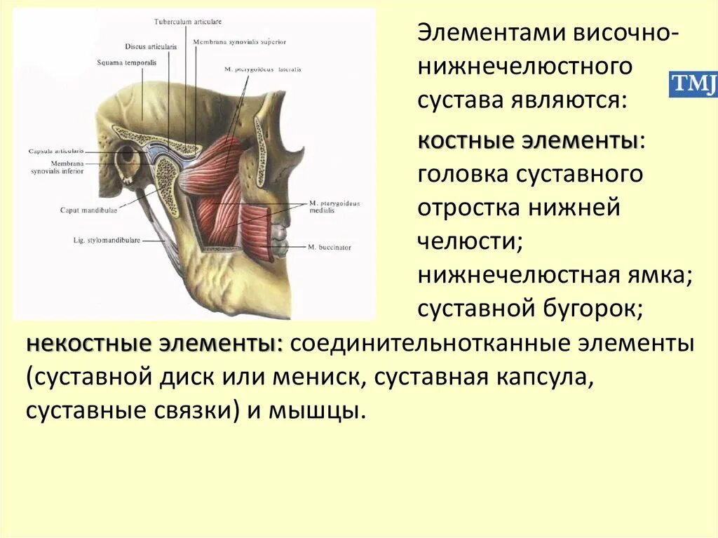 Височно нижнечелюстной сустав