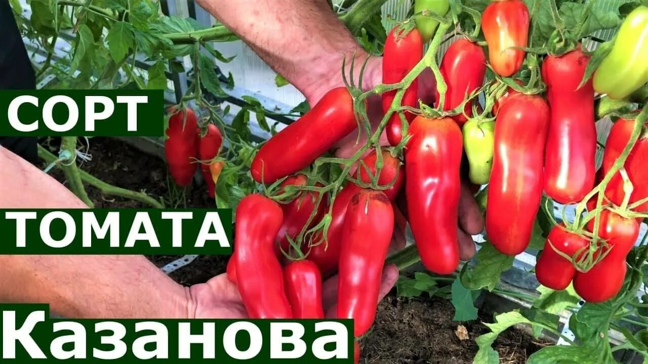 Сорт томатов казанова. Помидоры жигало казанова. сорт помидор казанова. семена помидор казанова.