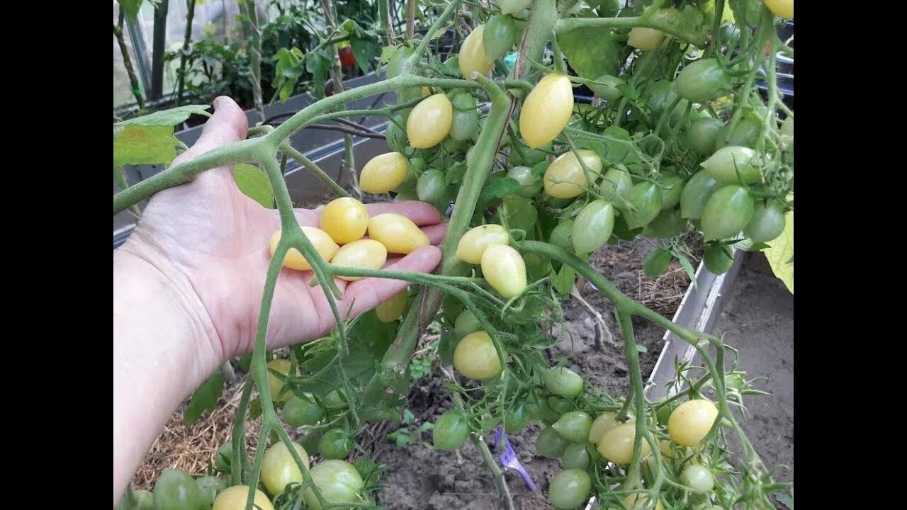Сумасшедшая вишня сорт томата. Черри сумасшедшая вишня барри. томат сумасшедшие вишни барни. томат сумасшедшая вишня бари. томат весёлая соседка.