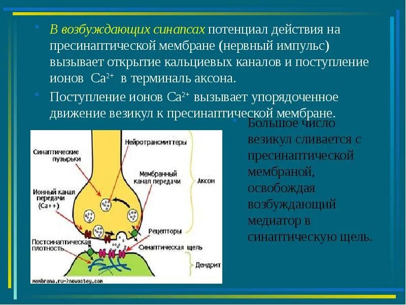 Импульсов действие нервного импульса. Синапс пресинаптическая мембрана. возбуждающий синапс физиология. механизм передачи импульса в возбуждающих и тормозных синапсах. синапс впсп физиология.