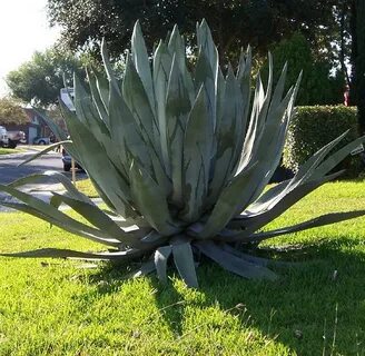 Giant plant