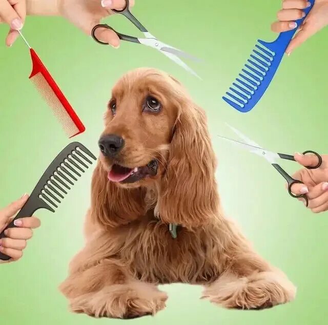 Pet cleaning. Груминг собак. Парикмахер для животных. Расчесывание собаки. Стриженная собака.