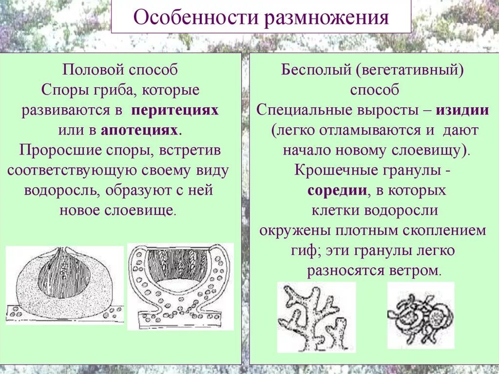 Половое размножение лишайников. Половое и бесполое размножение лишайников. Лишайники строение размножение. Размножение лишайников. Споры лишайника