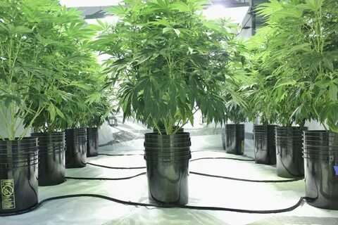 Best growing plant