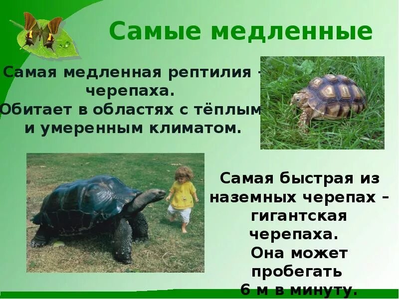 Сообщение о черепах. Информация о черепахе. черепахи презентация. сообщение о черепахе. доклад про черепаху.