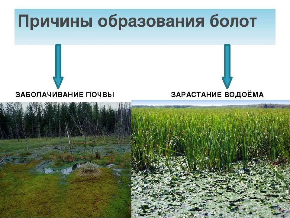 Превращается в болото