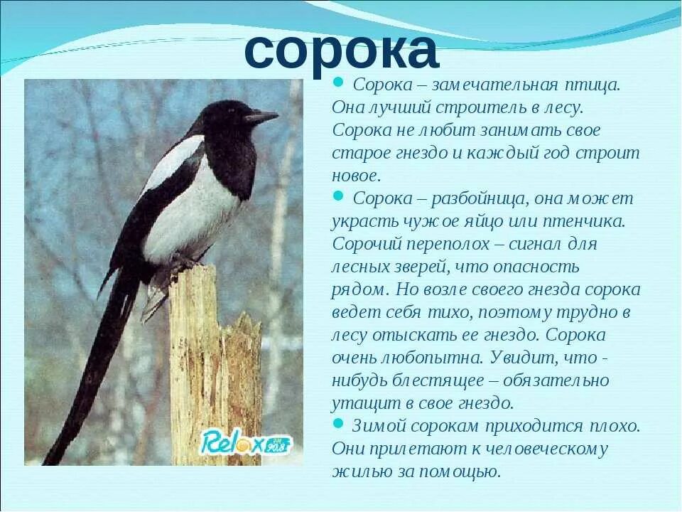 O bird. Сорока описание птицы для детей. Сорока описание для детей. Сорока рассказ для детей. Детям о Сороке рассказать.