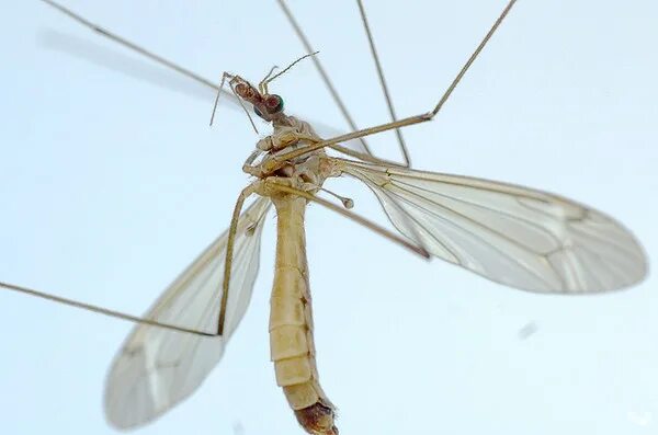 Комар большой как называется с длинными. Комар-долгоножка кольчатая. Оса долгоножка. Долгоножка кольчатая. Малярийный комар долгоножка.